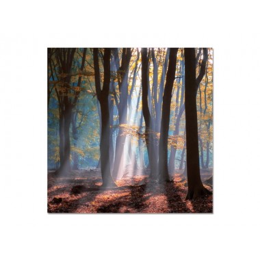 Bellini Modern Living Acrylic Picture of HIDDEN ESCAPE